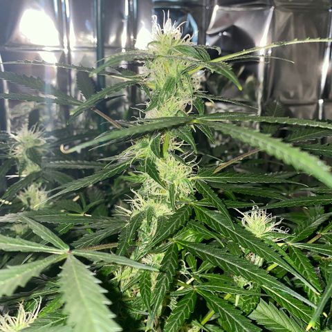 Gorilla Glue AutoFlower growlog photo: Vegetation stage is over - flowering has begun