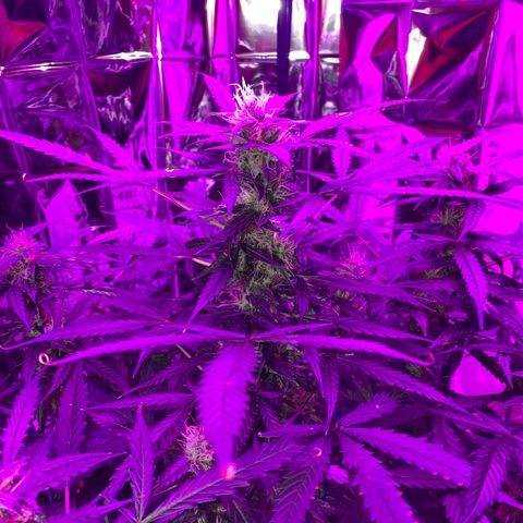 Gorilla Glue AutoFlower growlog photo: Slow but progressing