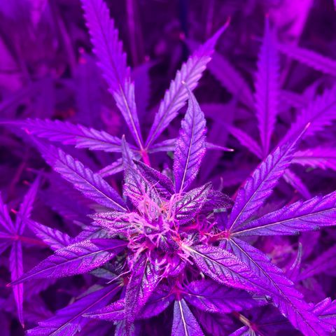 Gorilla Glue AutoFlower growlog photo: Slow but progressing