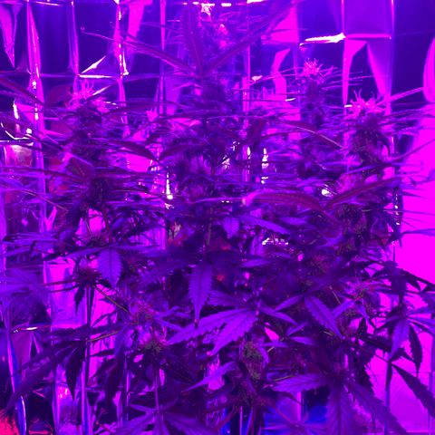 Gorilla Glue AutoFlower growlog photo: Slow but progressing