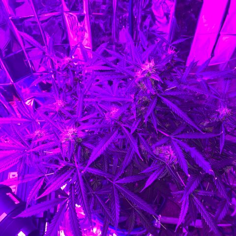 Gorilla Glue AutoFlower growlog timeline photo