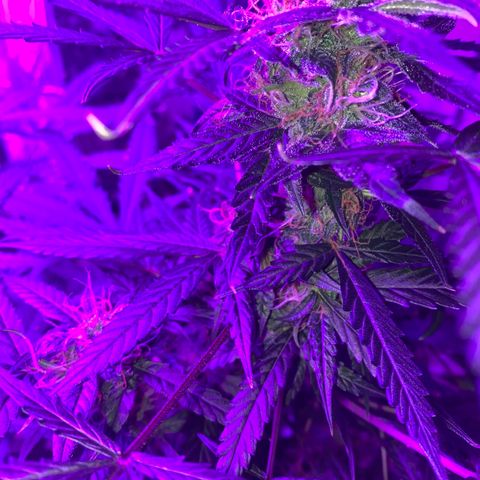 Gorilla Glue AutoFlower growlog timeline photo