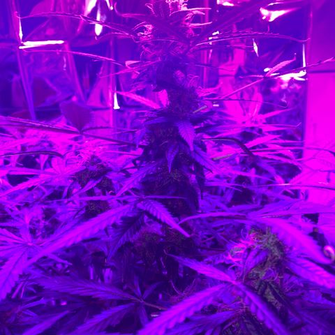 Gorilla Glue AutoFlower growlog timeline photo