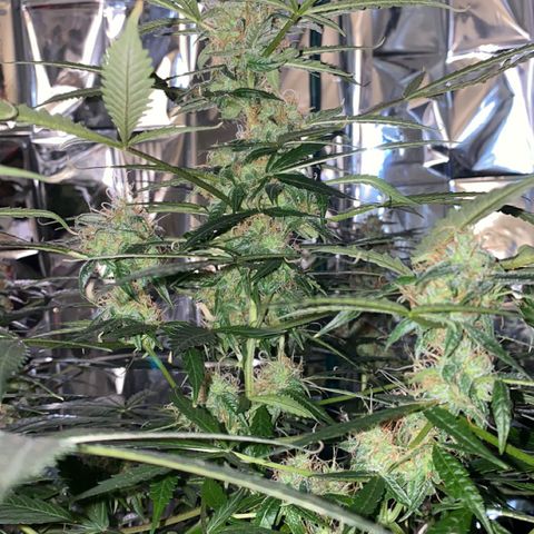 Gorilla Glue AutoFlower growlog timeline photo