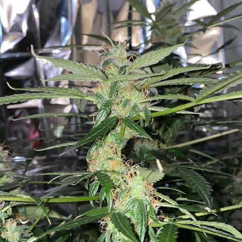Gorilla Glue AutoFlower growlog timeline photo