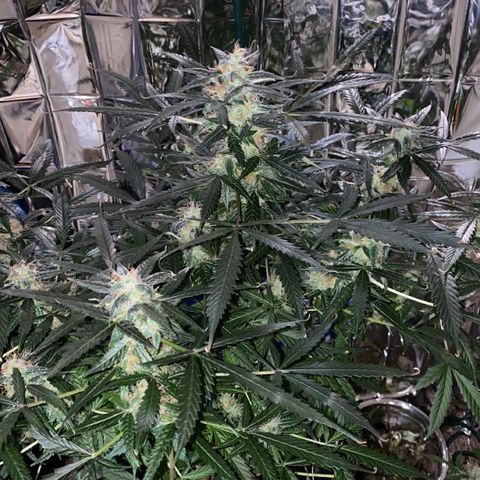 Gorilla Glue AutoFlower growlog timeline photo