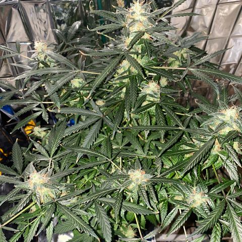 Gorilla Glue AutoFlower growlog timeline photo