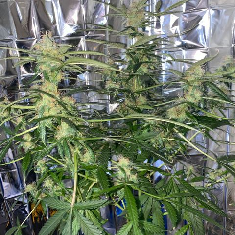 Gorilla Glue AutoFlower growlog timeline photo