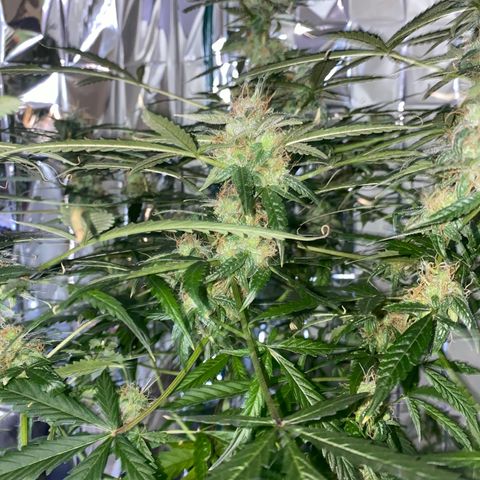 Gorilla Glue AutoFlower growlog timeline photo