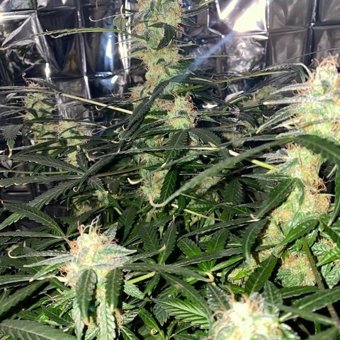 Gorilla Glue AutoFlower growlog timeline photo