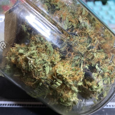 Gorilla Glue AutoFlower growlog photo: Cured almost a month
