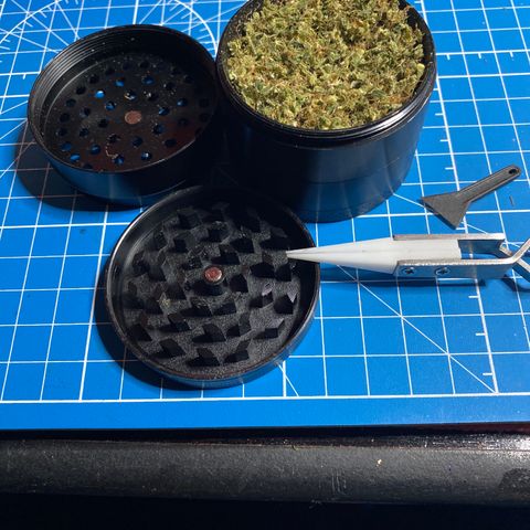 Gorilla Glue AutoFlower growlog timeline photo