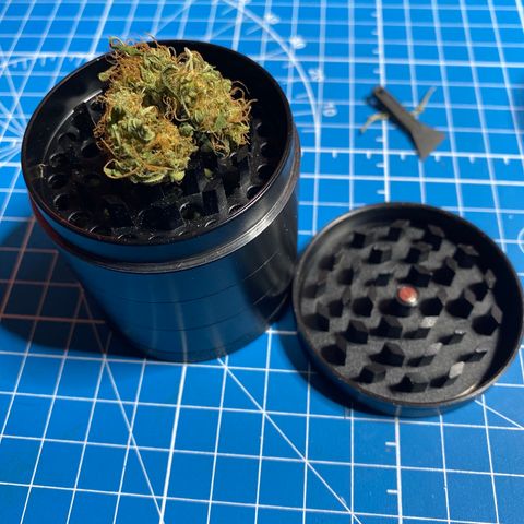 Gorilla Glue AutoFlower growlog timeline photo
