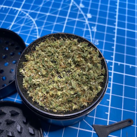 Gorilla Glue AutoFlower growlog timeline photo