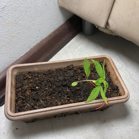Bonsai growlog photo: Início das amarras 
