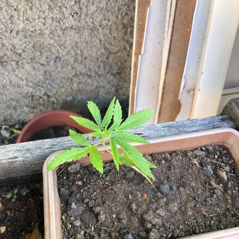 Bonsai growlog photo: Respondendo bem a primeira amarração 