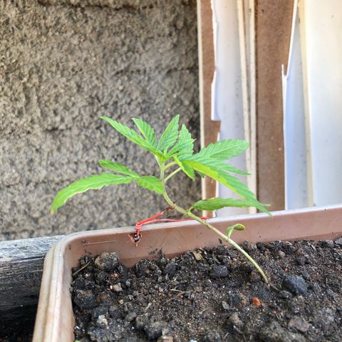 Bonsai growlog timeline photo