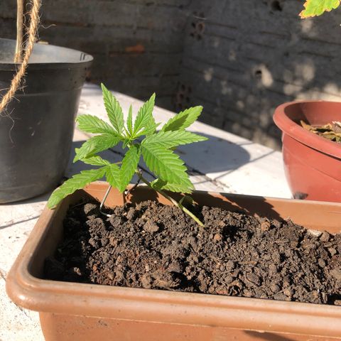 Bonsai growlog timeline photo