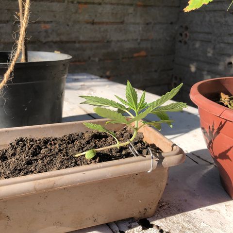 Bonsai growlog timeline photo