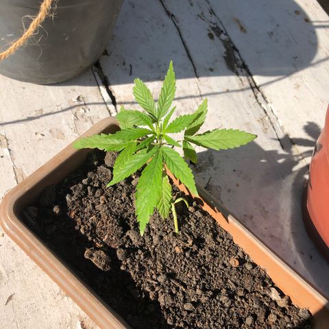 Bonsai growlog timeline photo