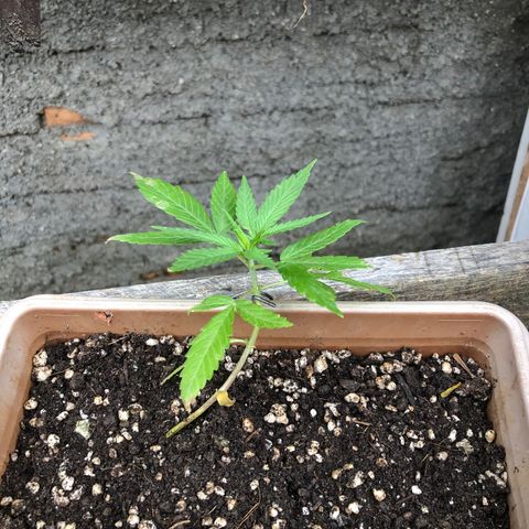 Bonsai growlog timeline photo