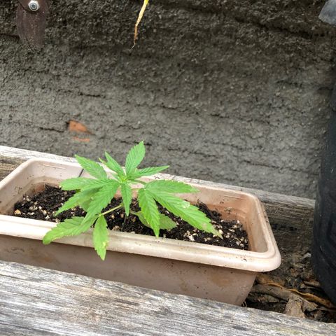 Bonsai growlog timeline photo