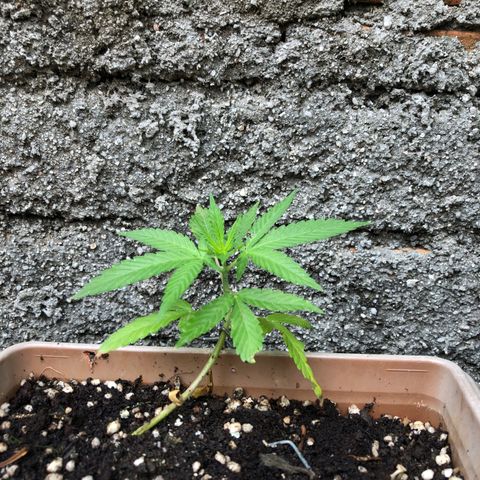 Bonsai growlog photo: 1 semana de amarra, tempo muito chuvoso poucas horas de sol e com isso acabou atrasando um pouco a evolução da planta
