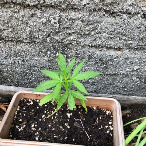 Bonsai growlog photo: 1 semana de amarra, tempo muito chuvoso poucas horas de sol e com isso acabou atrasando um pouco a evolução da planta
