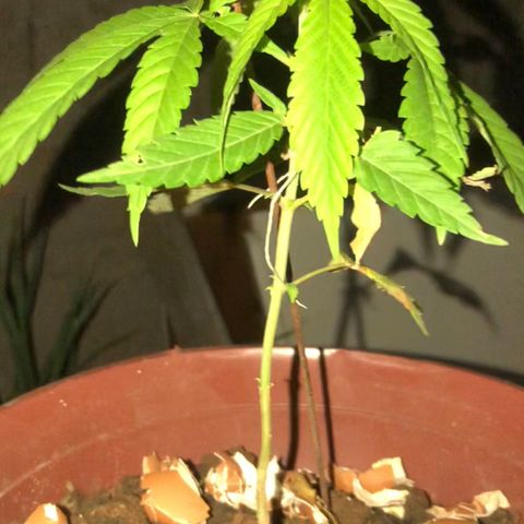 Pren  growlog timeline photo