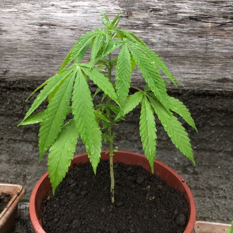 Pren  growlog timeline photo