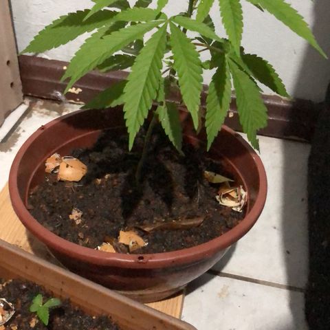 Pren  growlog timeline photo