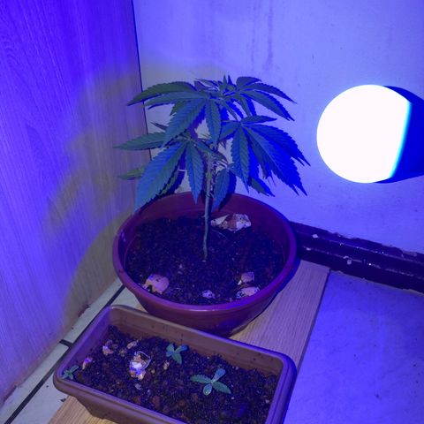 Pren  growlog timeline photo