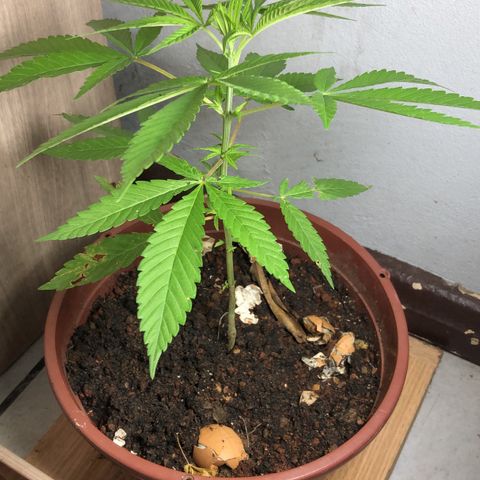 Pren  growlog timeline photo