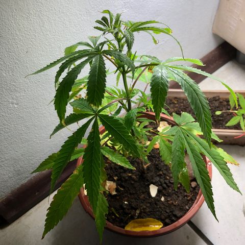 Pren  growlog timeline photo