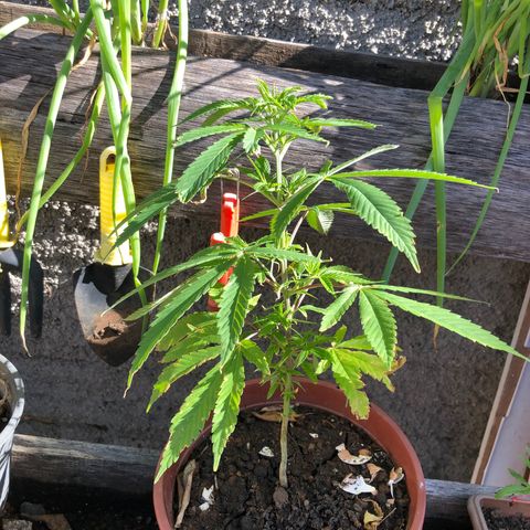 Pren  growlog timeline photo