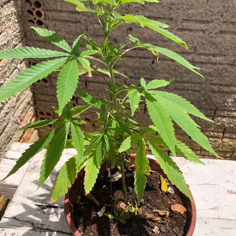 Pren  growlog timeline photo