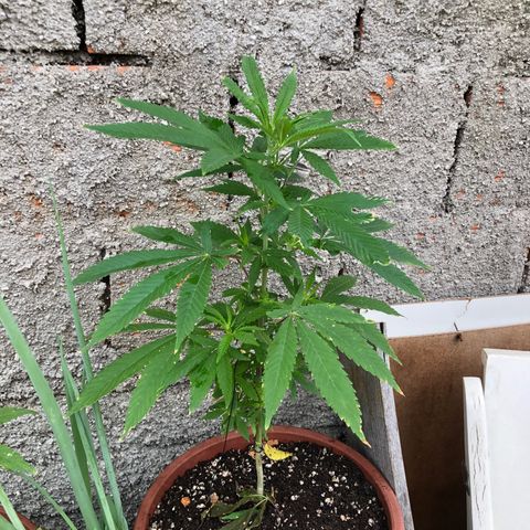 Pren  growlog timeline photo