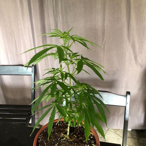 Pren  growlog timeline photo