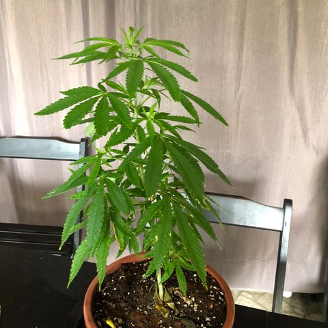 Pren  growlog timeline photo