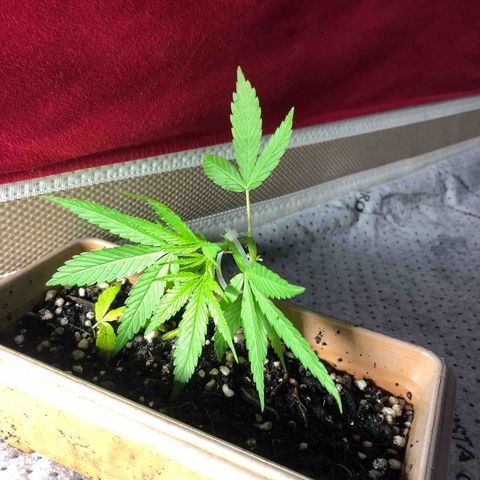 Bonsai growlog photo: Segunda amarra 