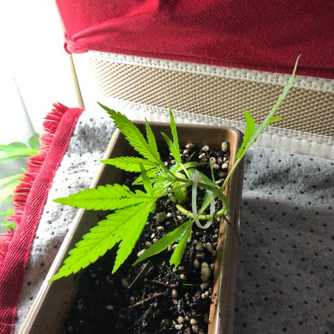 Bonsai growlog photo: Segunda amarra 