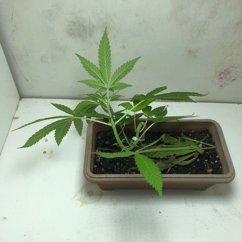 Bonsai growlog photo: 3 amarra, primeiro dia 