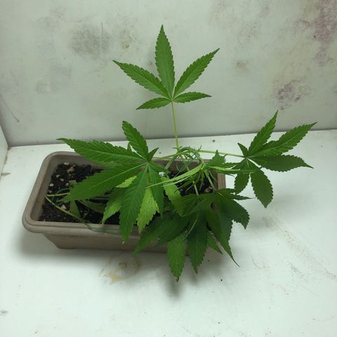 Bonsai growlog timeline photo