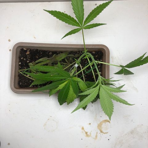 Bonsai growlog timeline photo