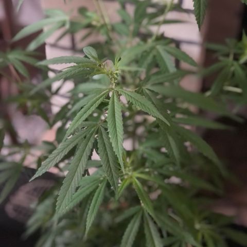 Pren  growlog photo: Primeiros sinas de floração😍