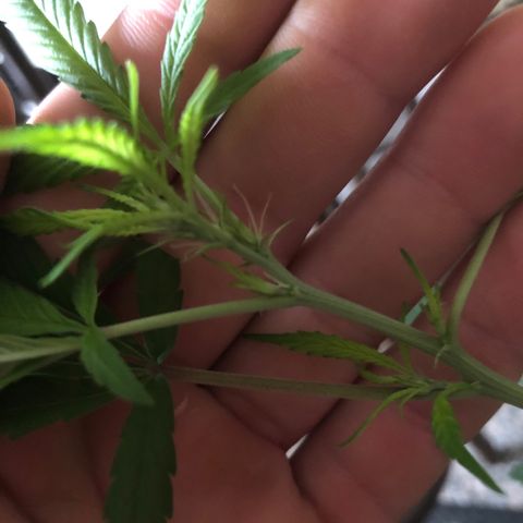 Pren  growlog photo: Primeiros sinas de floração😍