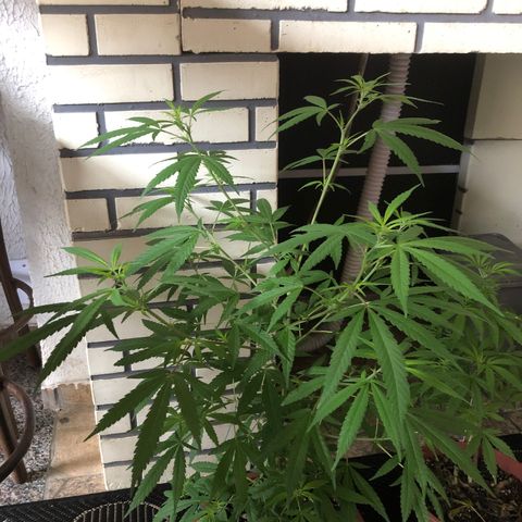 Pren  growlog photo: Primeiros sinas de floração😍
