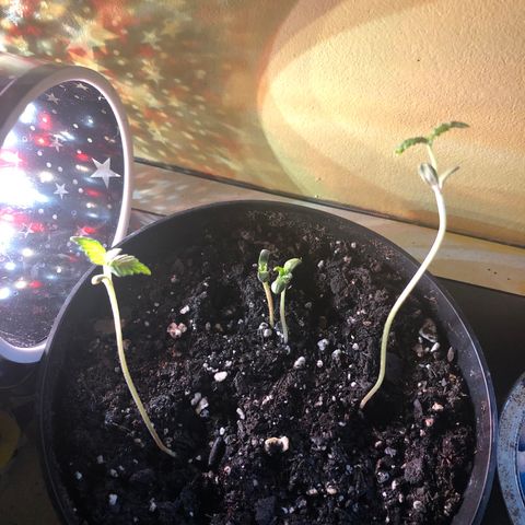 Unknown strain growlog photo