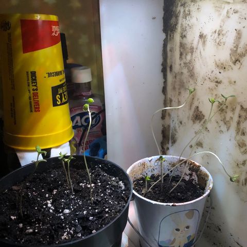 Unknown strain growlog photo