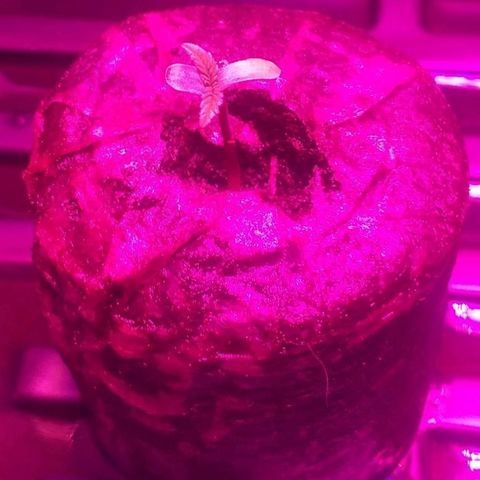 Guerilla Glue growlog timeline photo